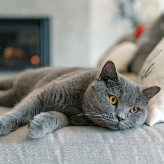 NY12 British Shorthair Becomes Darker: Understanding the Phenomenon